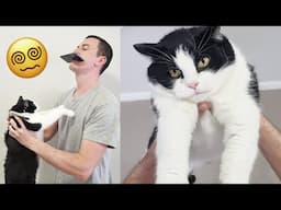 Adorable Cats Spin Trend! Spinning Challenge!