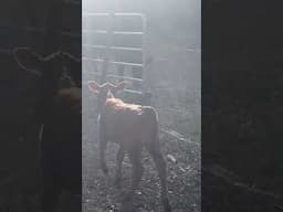 Stuck on the wrong side of the fence #farming #calf #cow #shorts