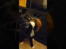 Funny Quilix.. ma mousey