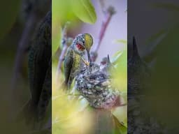 Incredible Close-Up: Photographing a Hummingbird Family in the Wild!