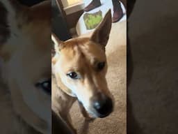 Singing & Talking Husky, Cutest Video You’ll See Today #husky #animallovers #cute