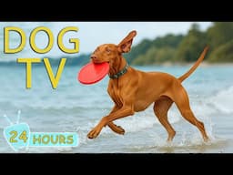 DOG TV: Best Video for Stress Relief & Anti- Anxiety for Dogs When Home Alone - Relax Music for Dogs