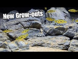 How I Aquascape Grow-Out Tanks