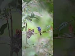 Witness the wild beauty of birds through my lens! #shorts  #youtubeshorts  #birds #wildlife