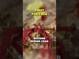 Bizarre Crab Discovered!