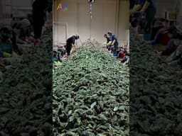 Amazing Process of Mass Producing Fresh Oysters