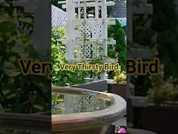 Very thirsty bird #shorts #bird