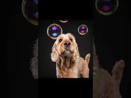 Doodle photoshoot