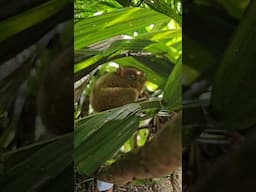 The Philippines’ Most Adorable Wild Resident #bohol