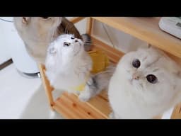 The face of the daddy cat begging for food is probably the babyiest...