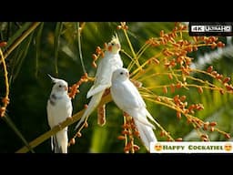 Happy Cockatiels Enjoying the Sunshine on date palm tree -