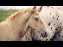 The Power of Horses – Strength & Calm in 5 Minutes