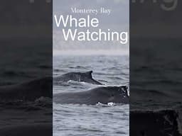 Monterey Bay Whale Watching Highlights – June 1, 2025