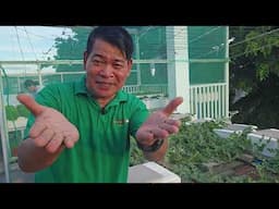 PAKWAN SA BUBUNGAN, TANIM NI SIR NORMAN #farming #fruit #gardening #garden