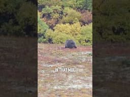 Grizzly Bear Hunting: Now is a great time to go!  #alaskahunting #hunting #grizzlybears
