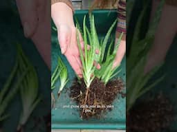 How to Divide Aloe Vera Pups #garden #houseplants #gardening