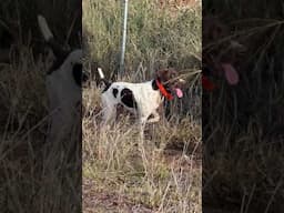 Perfect Point! German Short Haired Pointer