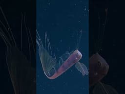 This is a rare glimpse of a juvenile ribbonfish (Trachipterus altivelis)