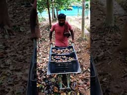 ഏറ്റവും വലിയ മാങ്കോസ്റ്റീൻ തോട്ടം എവിടെയാ? Kerala’s Biggest Mangosteen Farm | Worth the Investment?