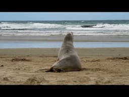 What to do if you see a sea lion