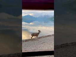 A Mule Deer Visits in Glacier National Park #glaciernationalpark #wildlife #nationalpark