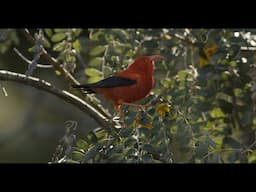 Heart of Maui [audio described]
