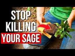 Top 7 Mistakes to Avoid When Growing Sage (And How to Avoid Them)