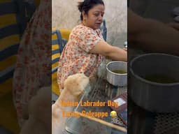 Labrador eating Btech pani puriwali ki pani puri 😂| #btechpanipuriwali #panipuri #golgappa #viral
