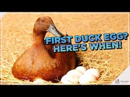 First Eggs Incoming! When Do Ducks Start Laying Eggs?