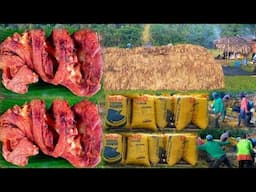 Buhay Probinsya Pag Luluto Ng Crispy Pata At Pag aani Ng Palay Sa Bukid | Binatang Pinoy