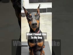 What language is that? #dog #funny #puppy #doberman #dobermanpinschers #dobermanpuppy #dogsfunny