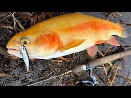 First Opening Day of Trout in YEARS. Rhode Island Opening Day