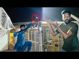 Aaj raat ko red fox racer kabutar paker liya or kisi ka Bazzi wala Aseel kabootar agya 😳😳