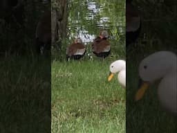 What Kind of Ducks Are These?