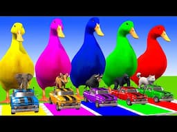 5 Giant Duck Cartoon,Cow,Elephant,Tiger,Lion,Dinosaur,Paint Wild Animals Crossing Fountain Animation