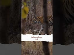 🤔Close encounter with Tiger? 🐯