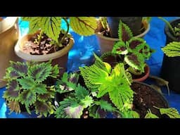 Beautiful Coleus Plants/ Propogation /Soil/Water /Fertilizer/Full Details