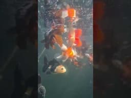 Oranda in my Pond