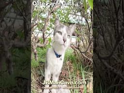 CUTE FARM CATS JBManCave.com #Shorts