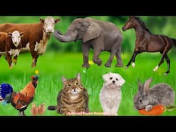 Farm Animal Sounds: Dog, Chicken, Cat, Sheep, Duck, Cow, Rabbit, Horse, Elephant – Animal Sounds