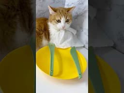 Sir, is lunch ready for me?🤔 #dinner #cat #chips