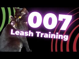 Cat Harness & Leash Training | 007 Footage | Cat Mom | CrystalVanner.com