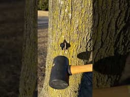 Tapping Maple Trees: Quick Tutorial