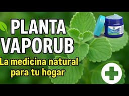 🌿✨ Descubre la Planta Vaporub: La Medicina Viva que Necesitas en tu Hogar 🌸