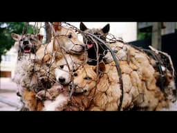 K9 Global Rescue Vets Raid Dog Meat Farm in Korea Saving 450 Dogs