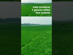 #india introduces new #genomeediting #rice varieties  #agriculture #grain #waterconservation