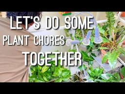 Motivation/Relaxing Plant Chores | Cleaning IKEA Plant Cabinet & Plant Updates!
