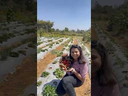 75/120 Strawberry farm | #trending #travel #ytshorts