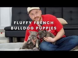 Fluffy and Daisy Our Available Fluffy French Bulldog Puppies at Woodland Frenchies!!