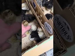 Shipping Chicks That Just Hatched